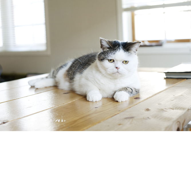 サンプルイメージ